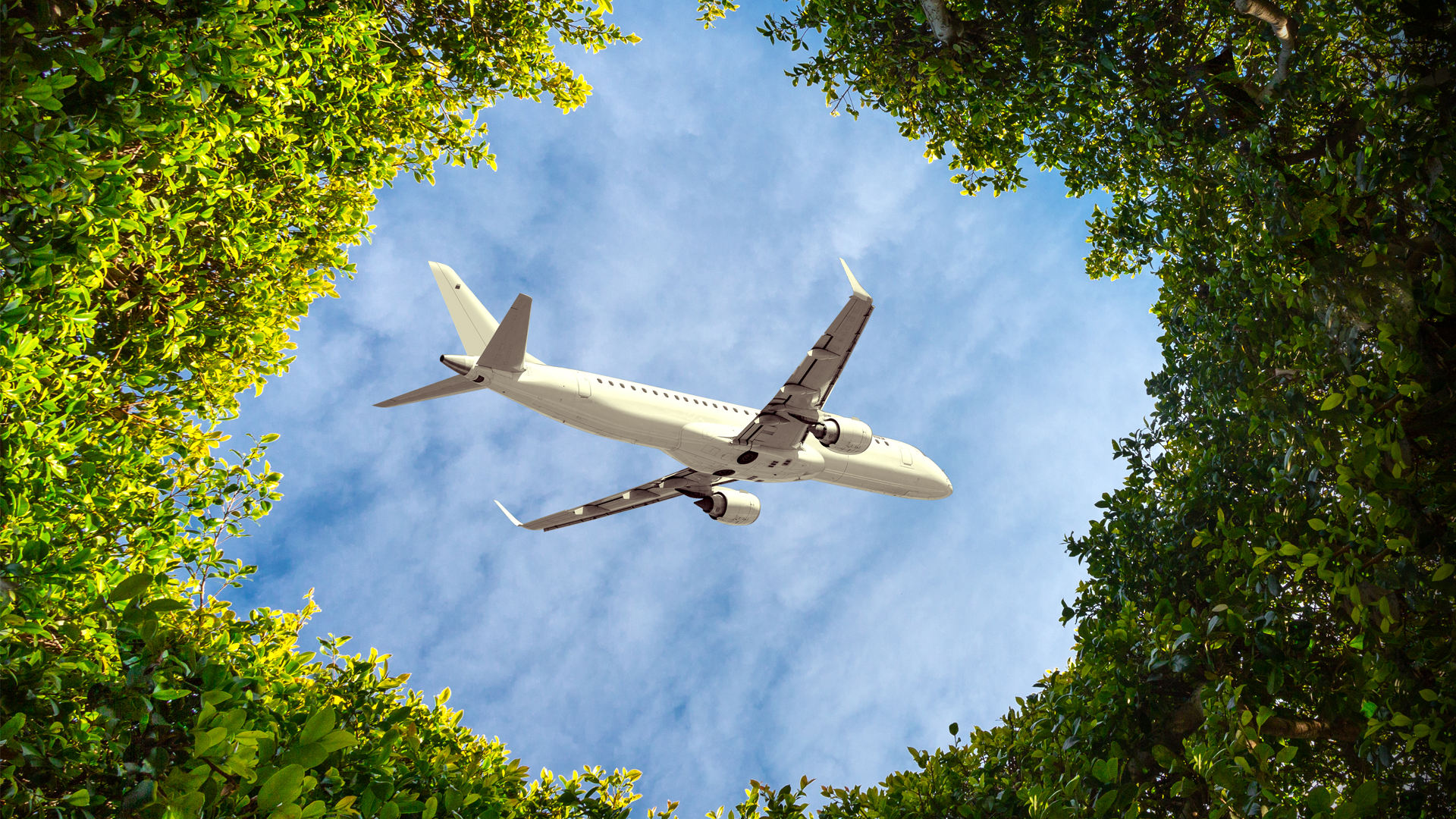 A plane seen through the leaves of trees