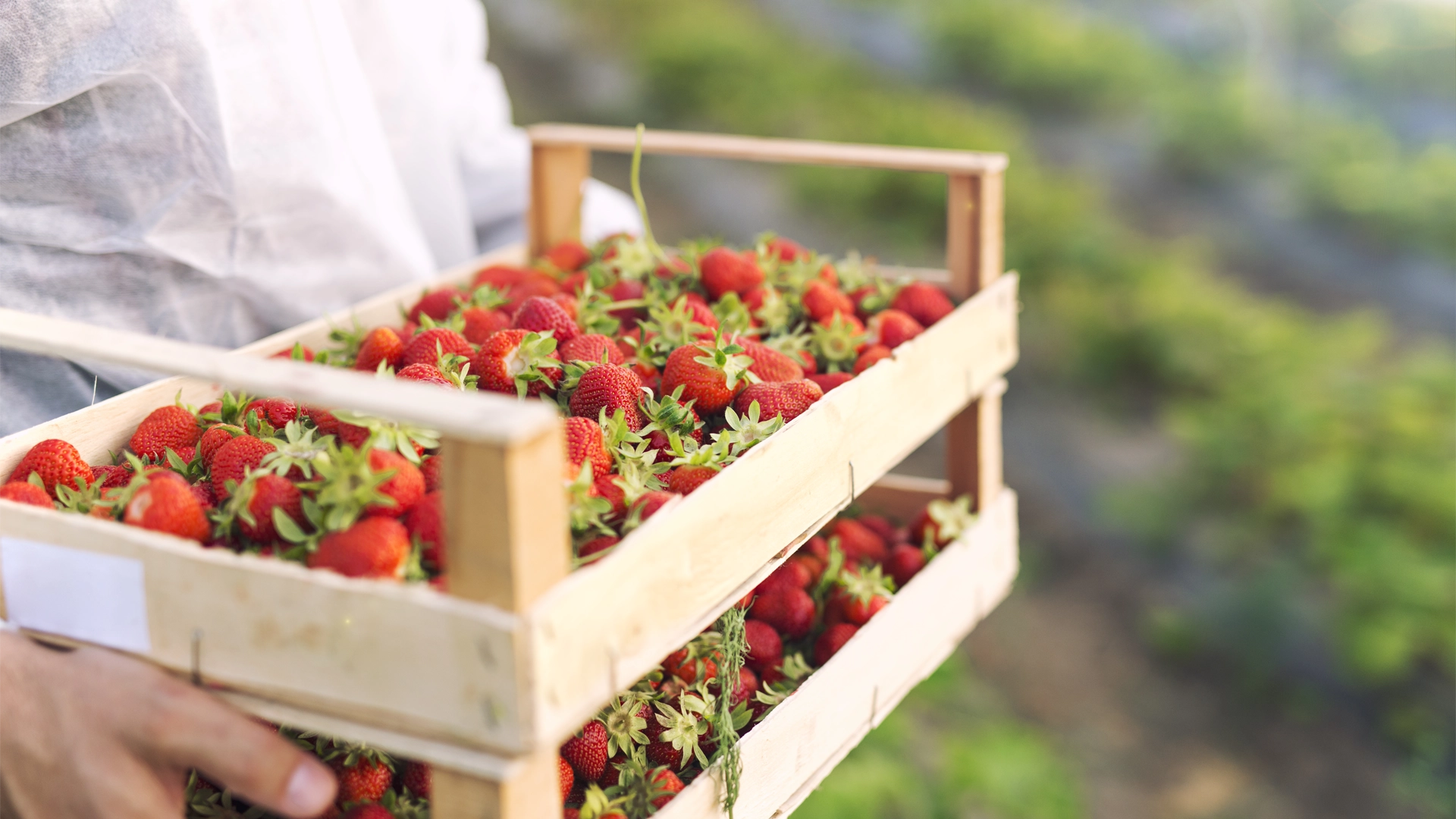 A crate of cherries